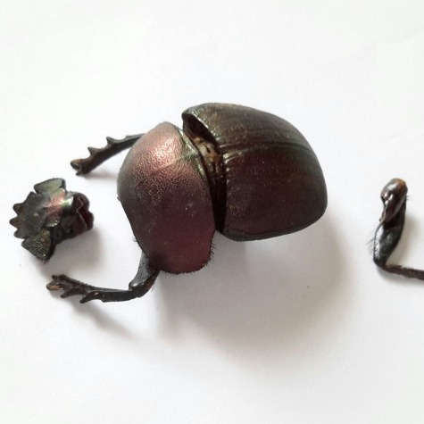 DUNG BEETLE